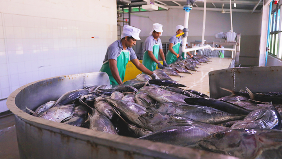 MIFCO and MSS to Join Together and Begin Exporting Fish